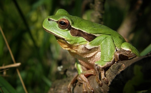 Beautiful tree frog