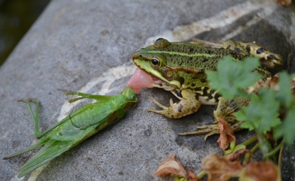 Green frog having caught with its long tongue a large green grasshopper.