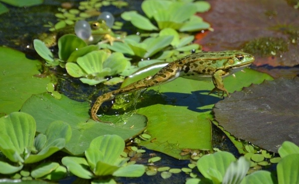 Green frog in full extension during a jump: one sees well its long muscular back legs.