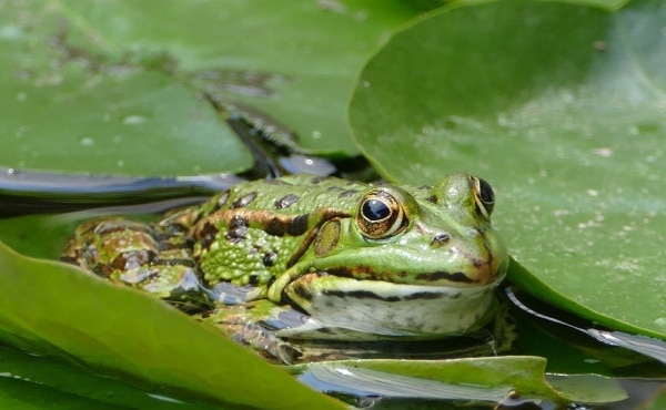 Green-frog-on-a-water-lily-leaf.