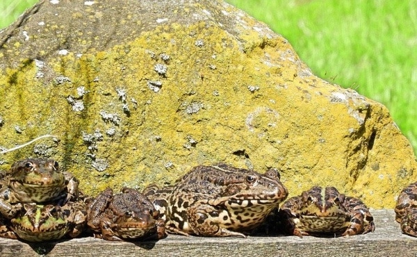 Laughing frogs (Pelophylax ridibundus)