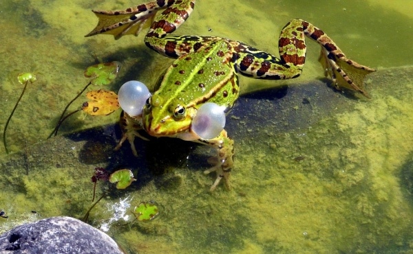 Male green frog with its external vocal sacs inflated to amplify its call and attract females!
