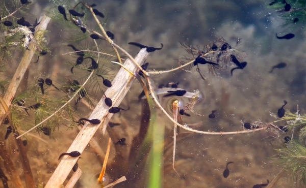 baby frogs