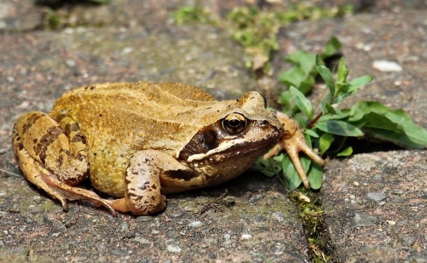 brown frog