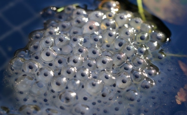 frog eggs fertilized