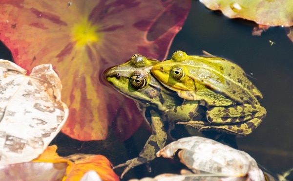 frog reproduction