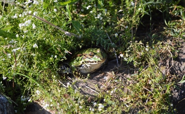 green frog in garden