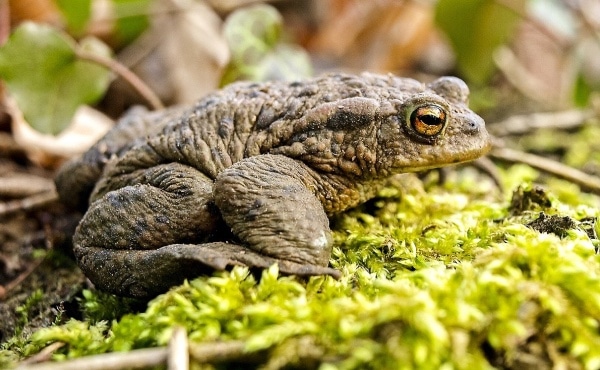 the common toad