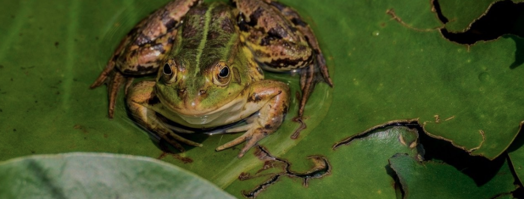 the-green-frog